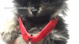 POMERANIAS DE CALIDAD 1200