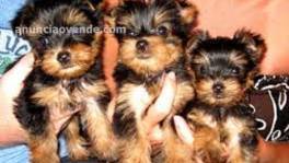 Regalo Mini cachorros Yorkshire