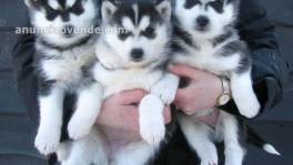 Cachorros De Husky Siberiano