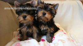 Taza De Té Saludable Cachorros Yorkie