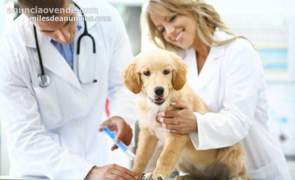 Veterinario en Alicante