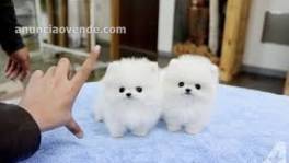 Cachorros Pomerania para tu hogar