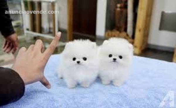 Cachorros Pomerania para tu hogar 1