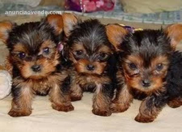 Yorkie Terrier cachorros en adopción 2