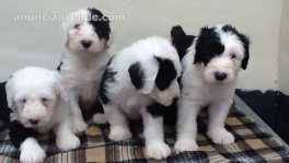 Cachorros de bobtail muy cariñosos