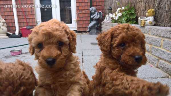 Cachorritos de caniche toy rojos y apri 1