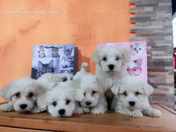 BICHON MALTES MINI 700