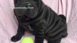 SHAR PEI DE CALIDAD 500