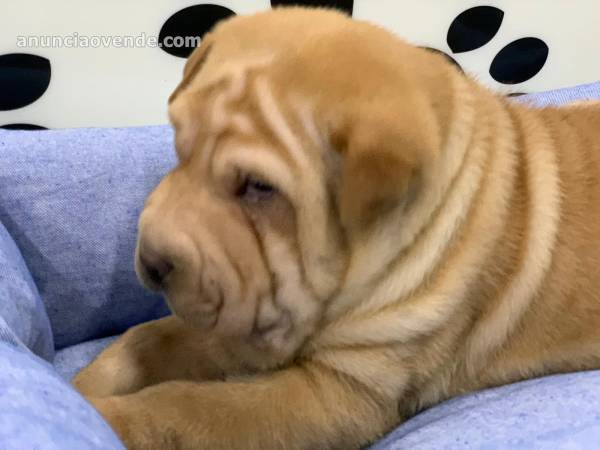 SHAR PEI DE CALIDAD 500 3