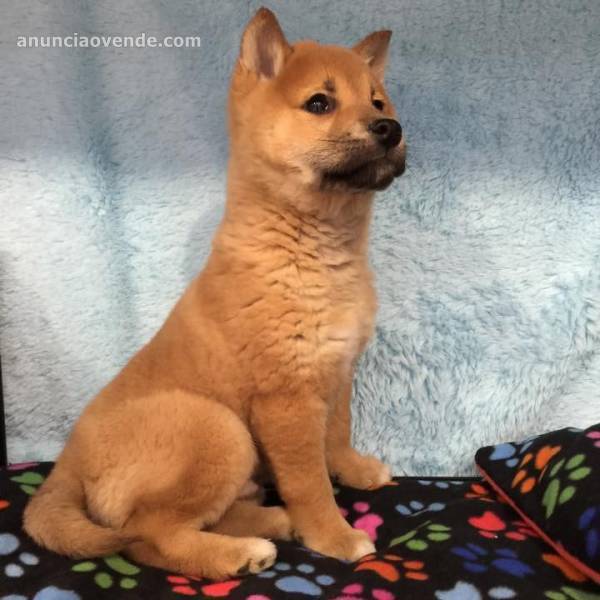 SHIBA INU  DE 4,5 MESES X 750€ 2