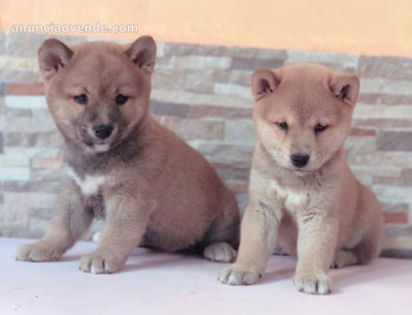 SHIBA INU  DE 4,5 MESES X 750€ 5