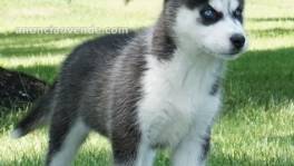 Cachorros de husky siberiano dulce