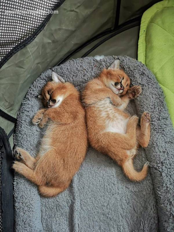 Caracal y serval recién nacidos y gatit 1