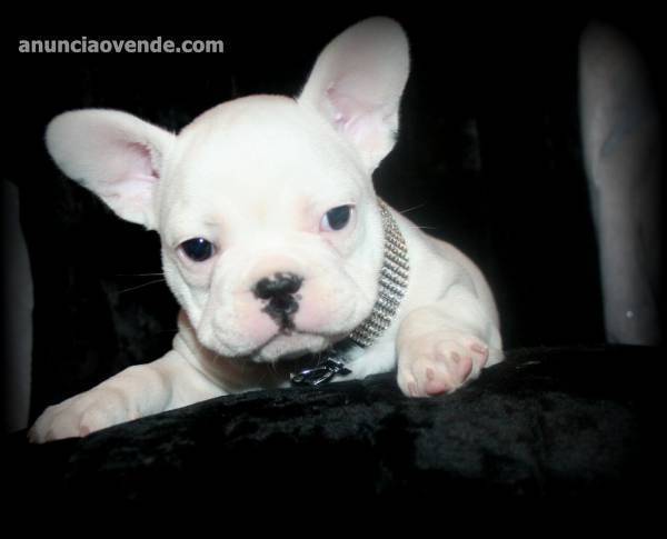 encantadores cachorros de bulldog francé 1