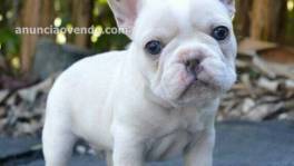 cachorros de bulldog francés macho y hem