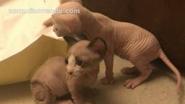 Regalo de Sphynx gatitos 