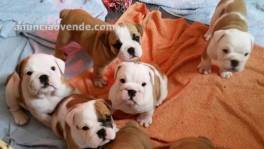 Adorables Cachorros De Bulldog Inglés Pa