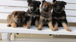 Cachorros Pastor Alemán