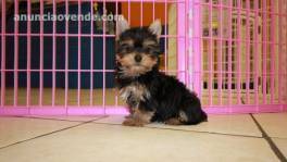 PERRITOS DE YORKSHIRE TERRIER LISTO PAR