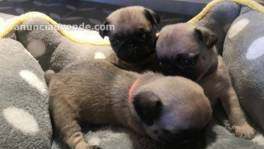  Regalo  Cachorros Carlino Pug