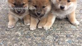  Regalo  Excelente cachorros Shiba Inu