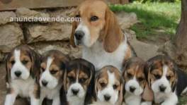  Regalo Cachorros Beagle hembra y macho