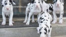  Regalo Cachorros Gran danés