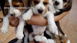 Increíbles Cachorros Beagle