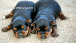 vendo cachorros de yorsai terrier 