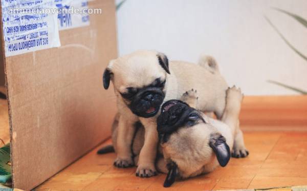 Macho y Hembra Cachorros de Carlino de  2