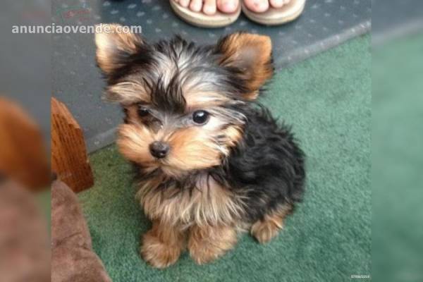 cachorro yorkshire terrier 1