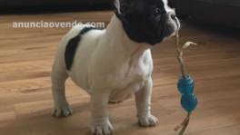 Magnificos cachorritos de bulldog franc