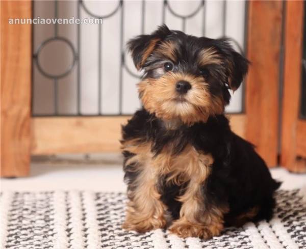 AKC  male and female Yorkie  1