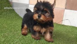 AKC Yorkie  and up to date on shots and 