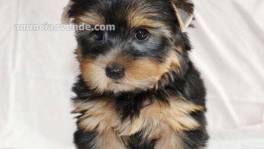 AKC Yorkshire Terrier  Yorkie  Text : 55