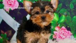 AKC registered male and female Yorkie 