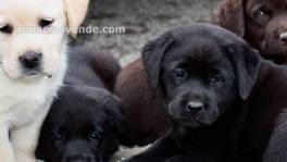 Adorables cachorros de Labrador disponib