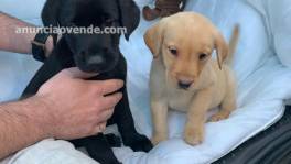 Adorables cachorros de Labrador disponib