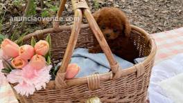 Adorables cachorros de caniche