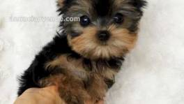 Adorables cachorros de super Yorkie