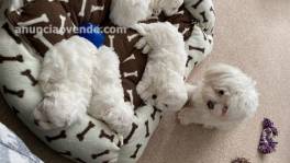 Adorables cachorros malteses pendientes 