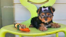 Affectionate and Affordable yorkie Puppi