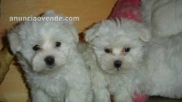 BICHON MALTES 850