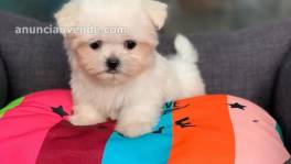 BICHON MALTES AMERICANO 1100