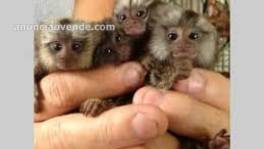 Bebés gemelos amantes del hielo Monos tití listos 