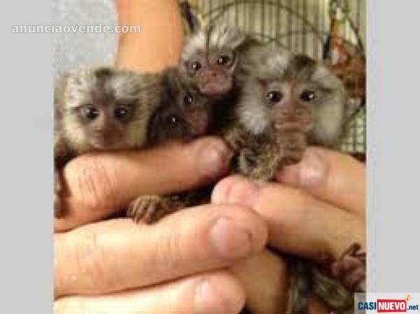 Bebés gemelos amantes del hielo Monos tití listos 