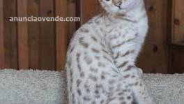 Bengal Kittens Available 