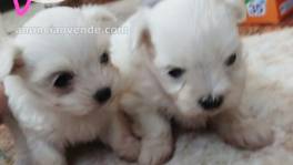 Bichon maltes hembra y macho toy