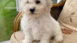 Bichon maltes toy parejita disponible