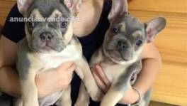 Bulldog francés macho y hembra en venta 